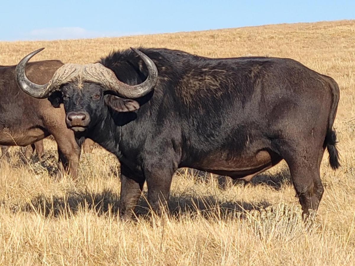 Buffalo Hills Private Game Reserve Harrismith Eksteriør bilde