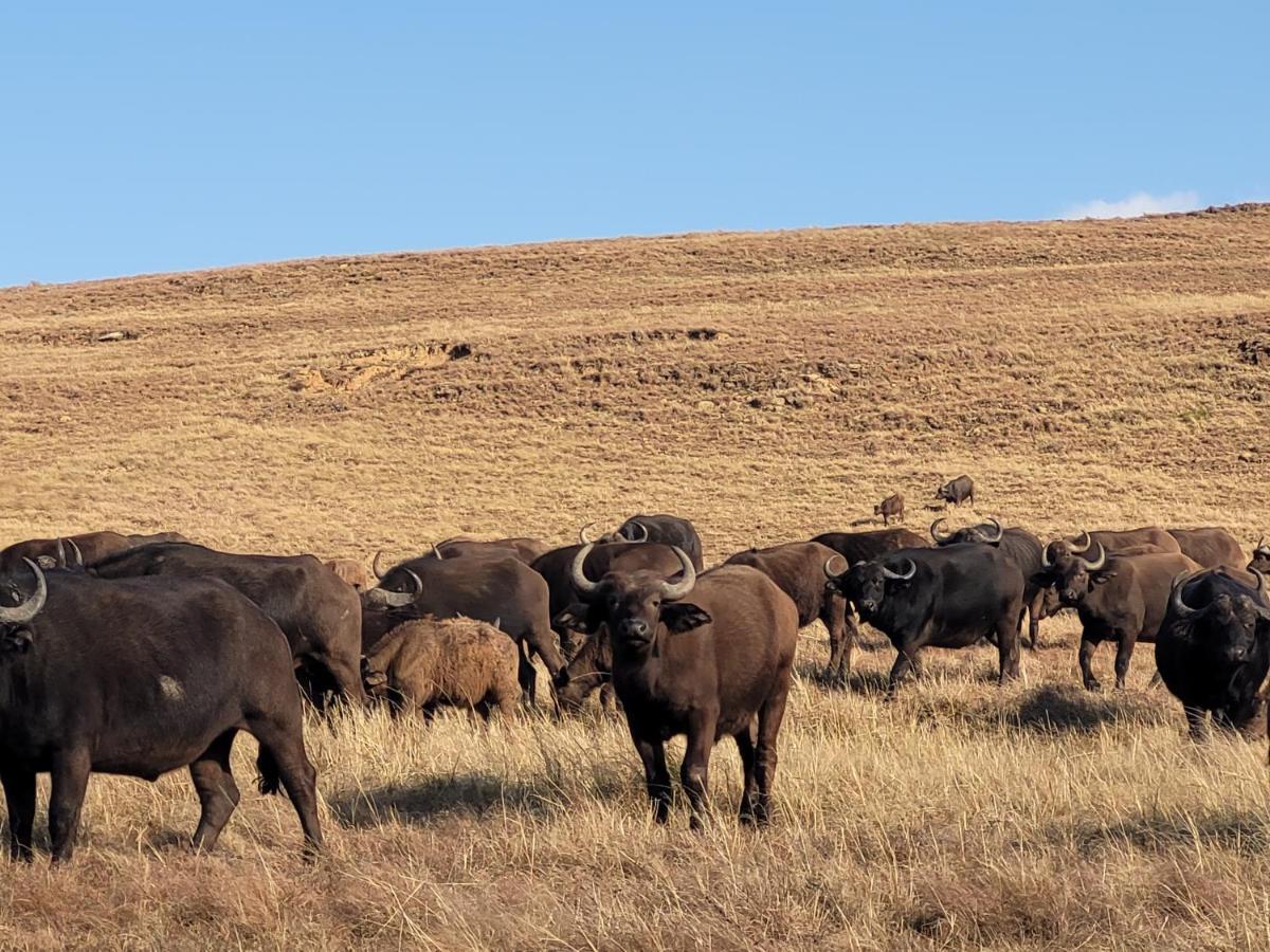 Buffalo Hills Private Game Reserve Harrismith Eksteriør bilde